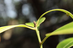 Charpentiera tomentosa