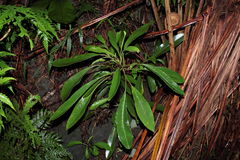 Charpentiera tomentosa