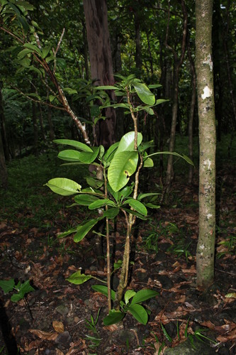 Charpentiera tomentosa observed 2009-07-31