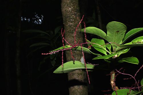 Waianae Range papala (Charpentiera tomentosa var. maakuaensis)