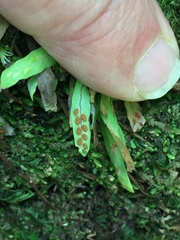 Notogrammitis ciliata