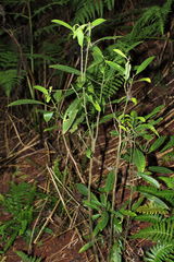 Charpentiera tomentosa