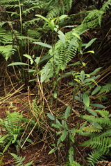 Charpentiera tomentosa