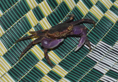 Geograpsus grayi