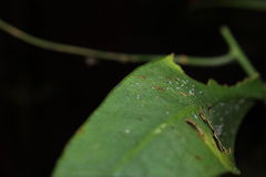 Charpentiera tomentosa