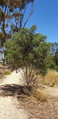 Acacia leiophylla