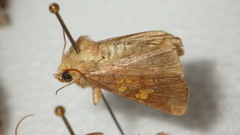 Amphipoea oculea
