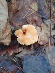 Hydnum rufescens