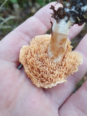 Hydnum rufescens
