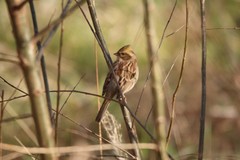 Emberiza elegans