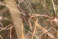 Sinosuthora webbiana