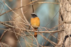 Phoenicurus auroreus