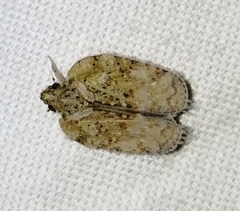 Flatoidinus punctatus