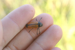 Castiarina rufipennis
