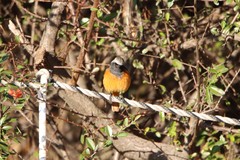 Phoenicurus auroreus