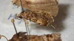 Idia calvaria