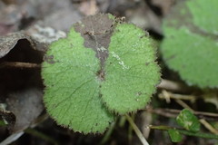 Hydrocotyle moschata moschata