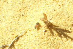 Eurymutilla strigosa