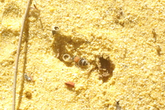 Eurymutilla strigosa