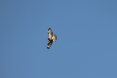 Buteo japonicus
