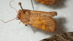 Amphipoea oculea
