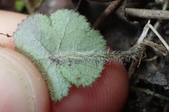 Hydrocotyle moschata moschata