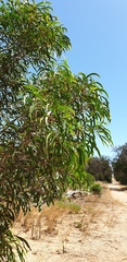 Acacia leiophylla