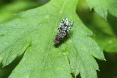 Homoneura euaresta