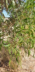 Acacia leiophylla