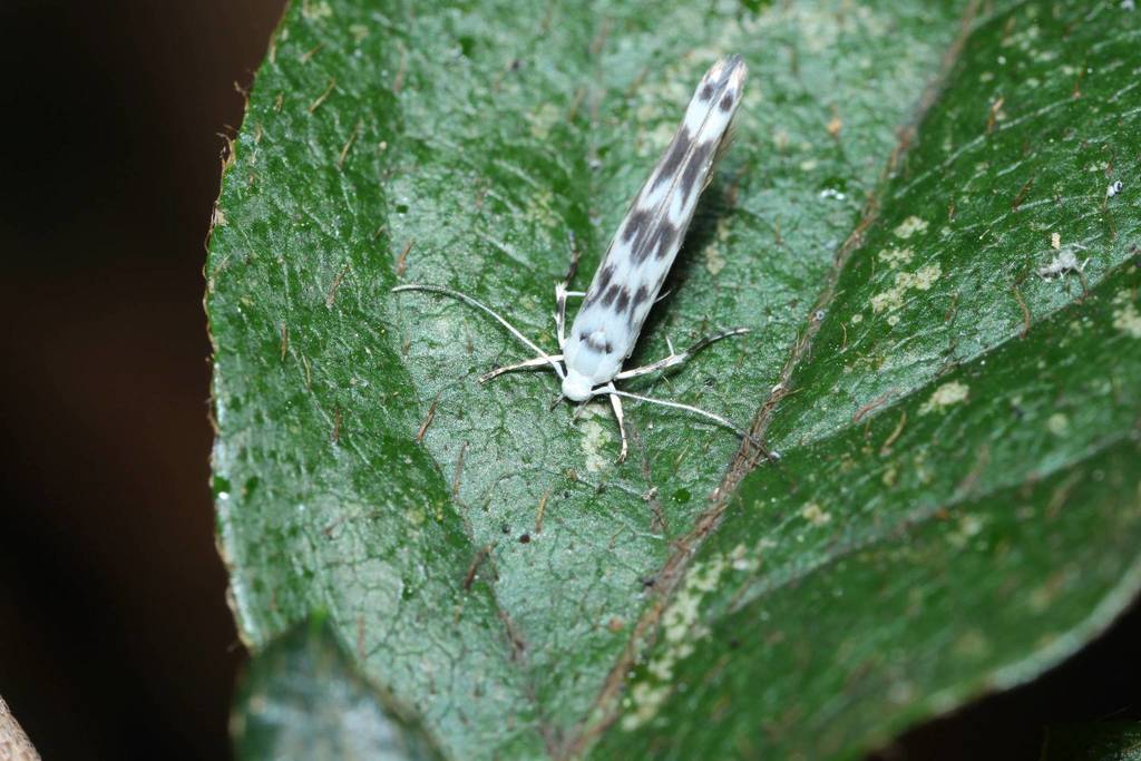Palumbina pylartis