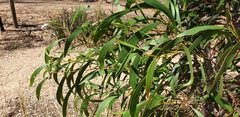 Acacia leiophylla