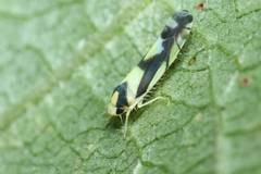 Aguriahana triangularis