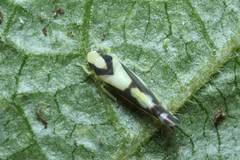 Aguriahana triangularis