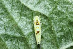 Limassolla multipunctata