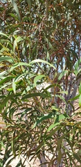 Acacia leiophylla
