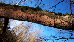 Corticium roseum