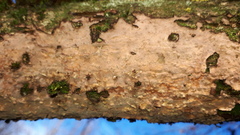 Corticium roseum