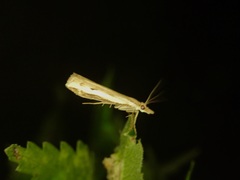 Orocrambus flexuosellus