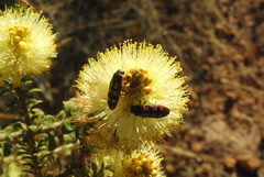 Castiarina pallidiventris