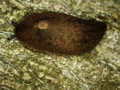 Pseudaneitea