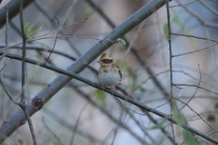 Emberiza elegans