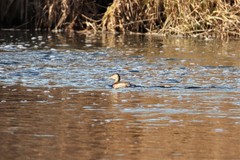 Tachybaptus ruficollis