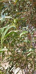 Acacia leiophylla