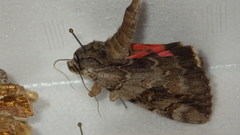 Catocala electa