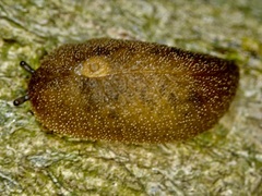Pseudaneitea