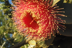 Eucalyptus macrocarpa