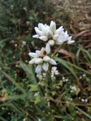 Persicaria senticosa