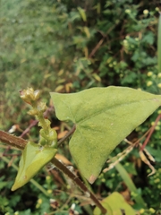 Persicaria senticosa
