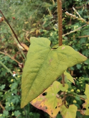 Persicaria senticosa
