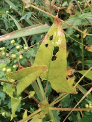 Persicaria senticosa